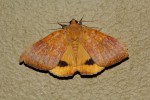 Heliophisma klugii