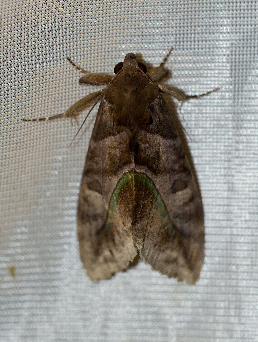 Eudocima divitiosa