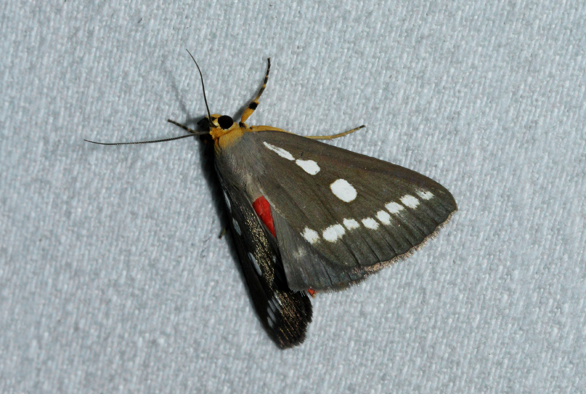 Calesia zambesita