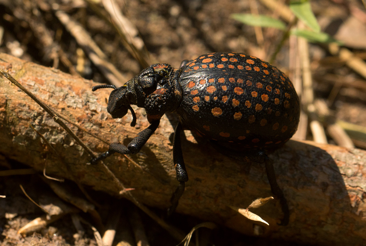 Brachycerus ornatus