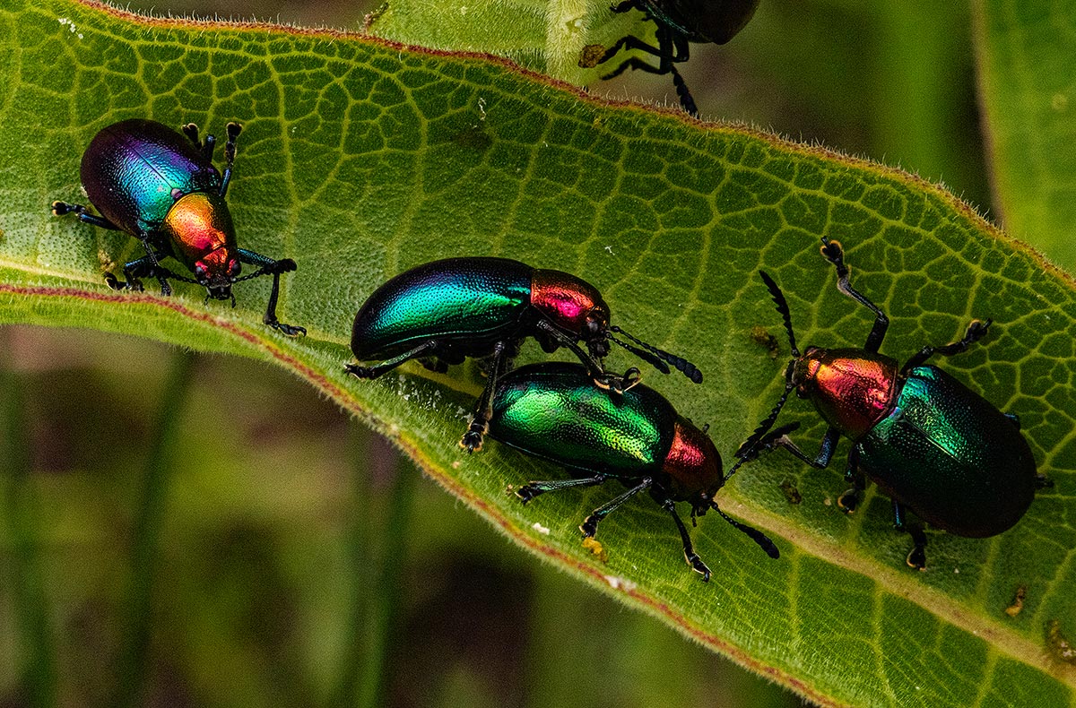Platycorynus dejeani