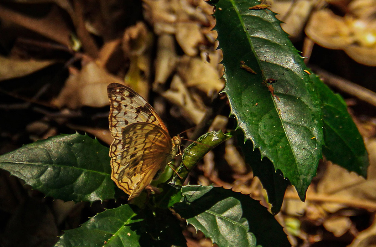 Lachnoptera ayresii