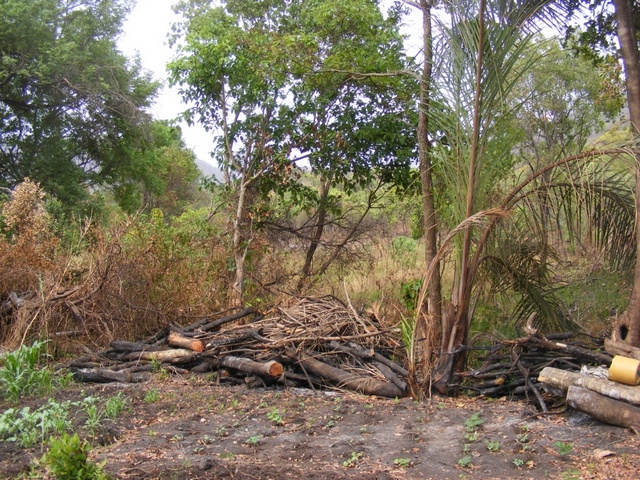 Forest clearing. The soft wood of the forest tree is unsuitable for making charcoal by the tradition method – these logs will simply be burned. Forest clearing. The soft wood of the forest tree is unsuitable for making charcoal by the tradition method – these logs will simply be burned.